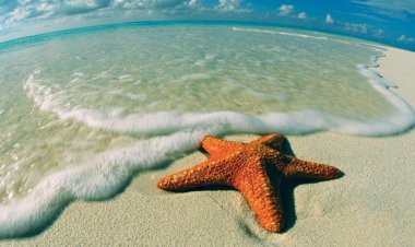 Deniz Yıldızının Hikayesi