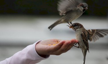 İKİ CİMRİ, BİR CÖMERT