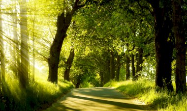 Kul ve Allah Sevgisi