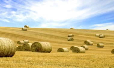 En iyi buğday yarışmasını kim kazandı?