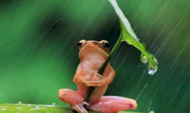 قصة الضفدع الصغير...هذه القصة غيرت حياتي