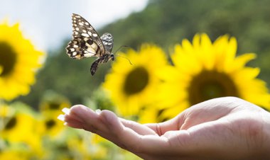 الجزء الثامن من كتاب: لغة الكون الإلهية. الثقة في المجرى الإلهي والبقاء في اللحظة الحاضرة