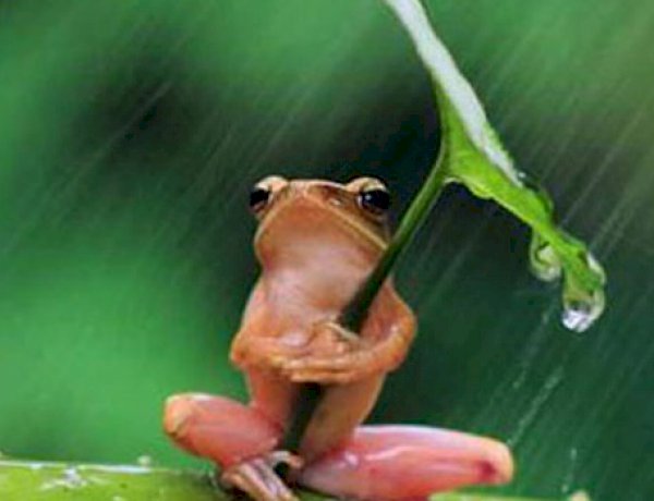 قصة الضفدع الصغير...هذه القصة غيرت حياتي