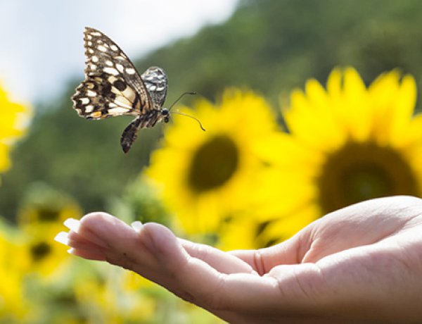 الجزء الثامن من كتاب: لغة الكون الإلهية. الثقة في المجرى الإلهي والبقاء في اللحظة الحاضرة