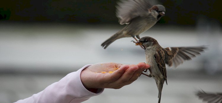İKİ CİMRİ, BİR CÖMERT