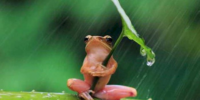 Küçük Kurbağanın Hikayesi - Bu hikaye benim hayatımı değiştirdi