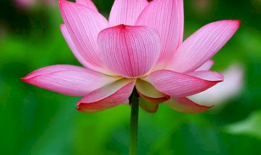 Sizce Yetişkin Olmak Ne Demek?