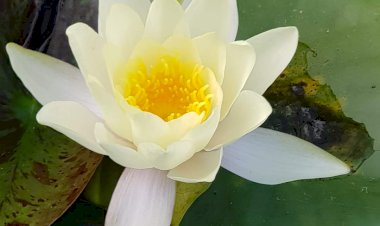 Evrensel Enerjiyi Ne Kadar Kullanıyoruz?