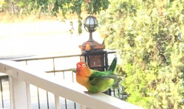 Mutlu Olmak İçin Küçücük Can Yeter