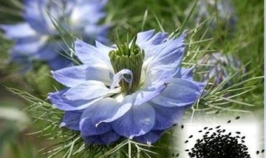 Çörekotu ve Hayaller