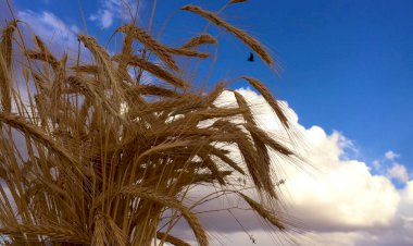 Gönlümüzde Ne Biriktiriyoruz?