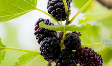 Dikkat Düşünceleriniz Gerçekleşebilir