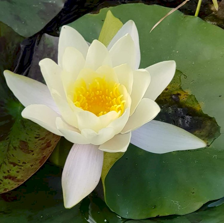 Evrensel Enerjiyi Ne Kadar Kullanıyoruz?