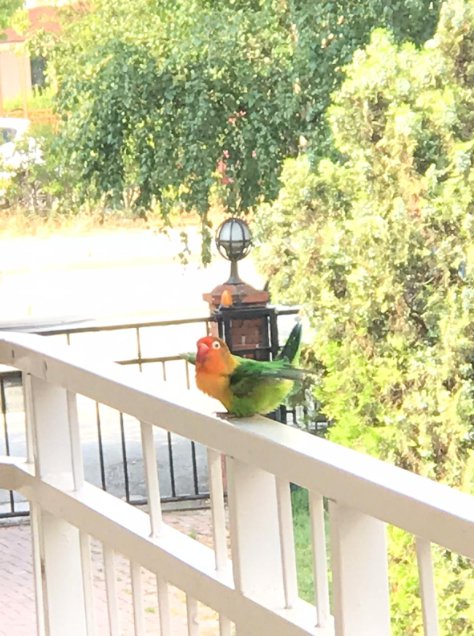 Mutlu Olmak İçin Küçücük Can Yeter