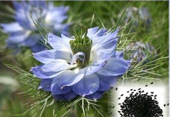 Çörekotu ve Hayaller