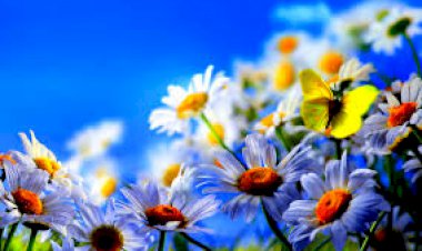 Sinirlerin mi Çiziliyor ?