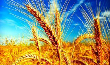 Emek  Olmadan Yemek Olmaz