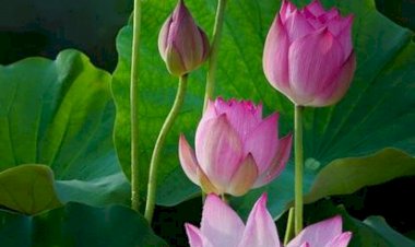 Ebeveyn Mi, Ergen Mi Yoksa Yetişkin Misiniz?