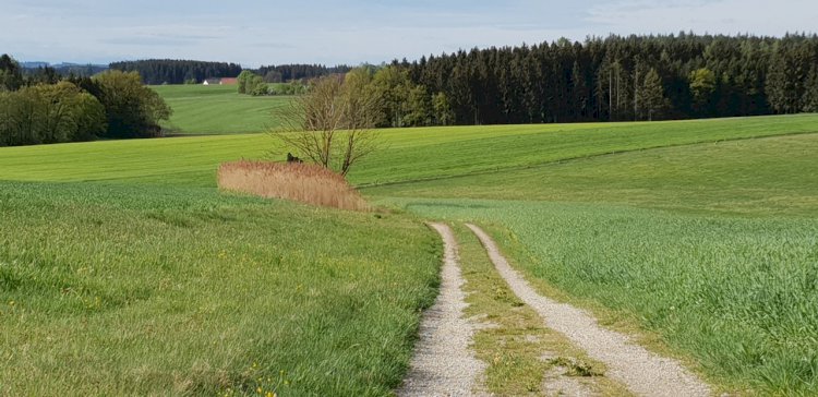 Rana Kaplan Akademi Münih'ten Geçti