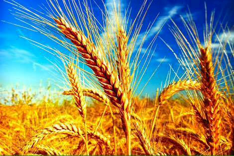 Emek  Olmadan Yemek Olmaz