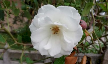 Covid-19'Dan Korunma Yolları