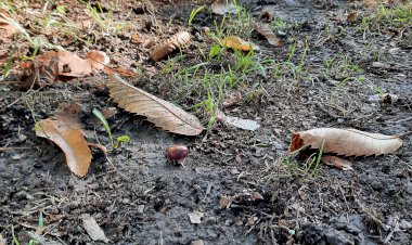 Doğadan Aile Şifası