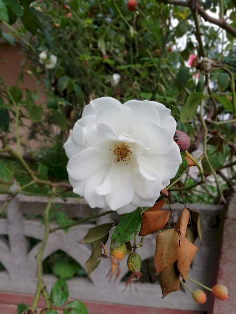 Covid-19'Dan Korunma Yolları