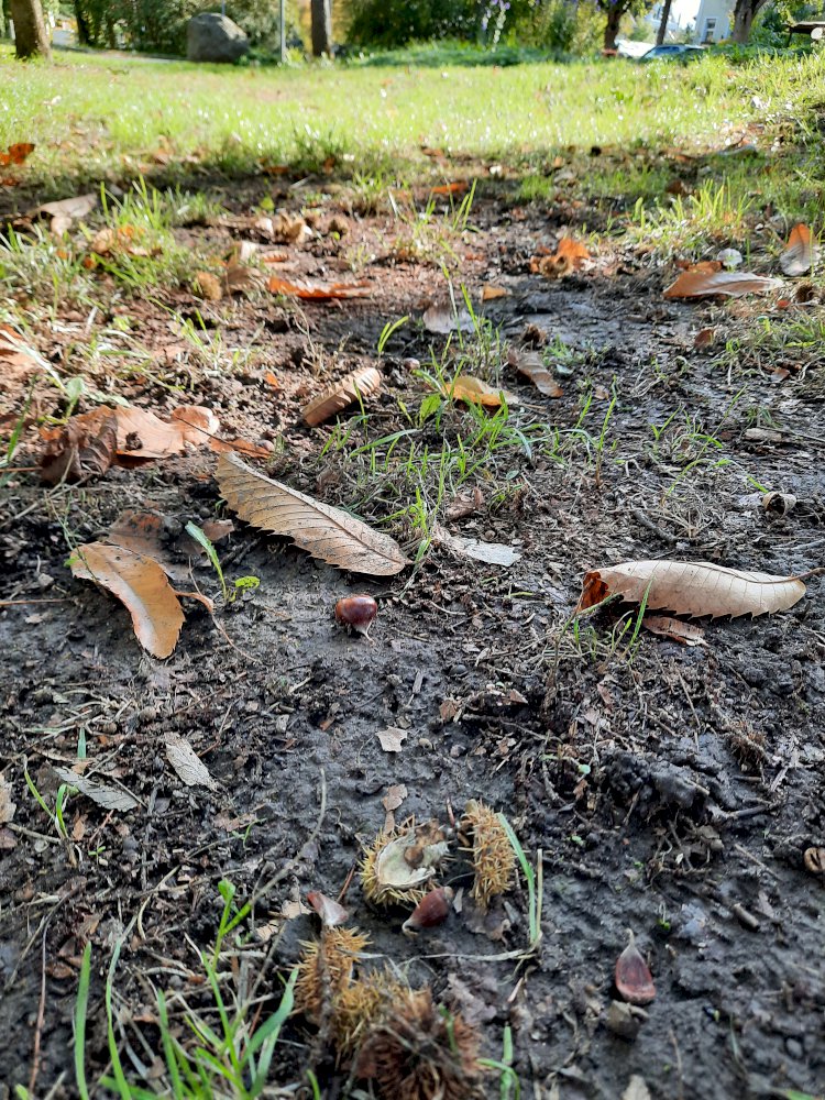 Doğadan Aile Şifası