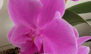 Kederini Şifalandıran Kaderini Şifalandırır