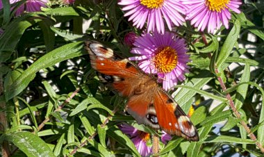 Doğru Zamanda Doğru Yerde Ve Dozunda Sorular Sormak