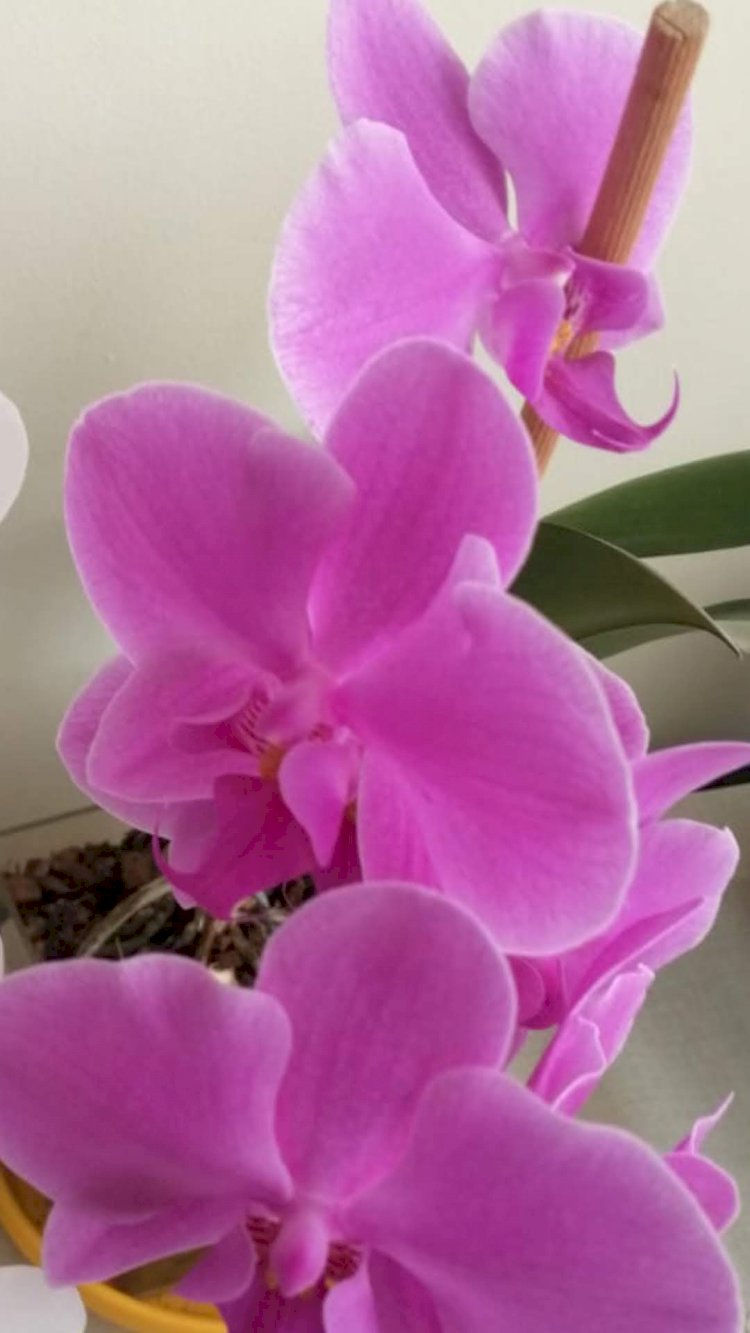 Kederini Şifalandıran Kaderini Şifalandırır