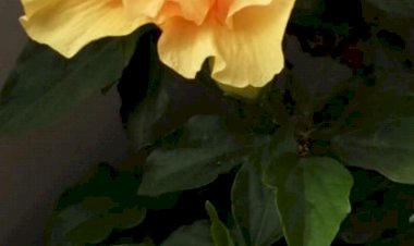 Alış Ve Verişin Farkedilmez Dengesi