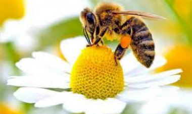 Arı Kovanının İçinde Ki Sen