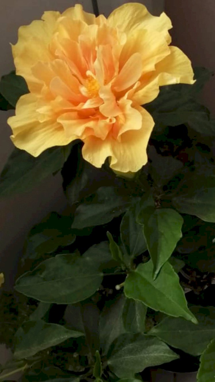 Alış Ve Verişin Farkedilmez Dengesi