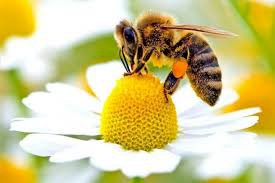 Arı Kovanının İçinde Ki Sen