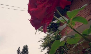 Kırmızı Bir Gül Düşünme