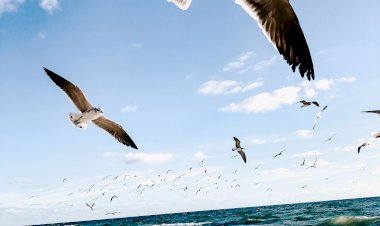 Özgürlük Meditasyonu