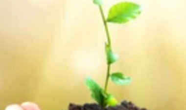 Epigenetik Miraslardan Arınmak