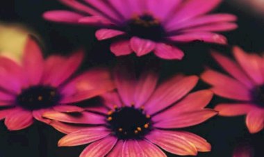 Her Devrin İnsanı Olmak