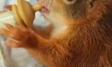 Korumacı Tutumlar Ve Sonuçları