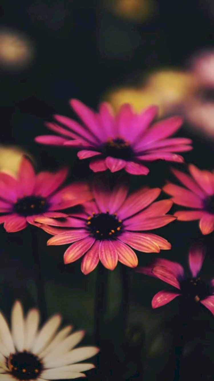 Her Devrin İnsanı Olmak