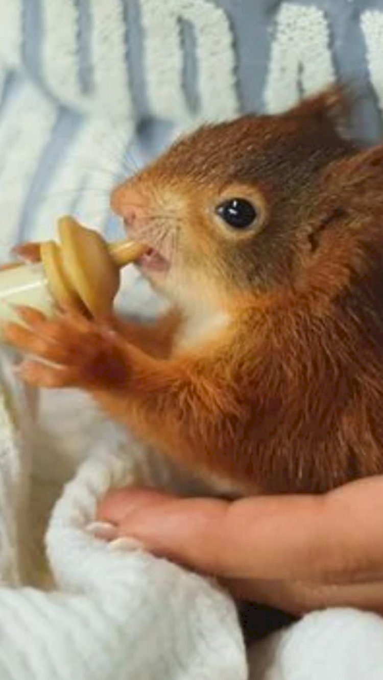 Korumacı Tutumlar Ve Sonuçları