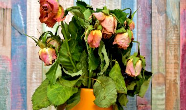 Vesvese Sözlüğü 5- Vesvesenin Zararları