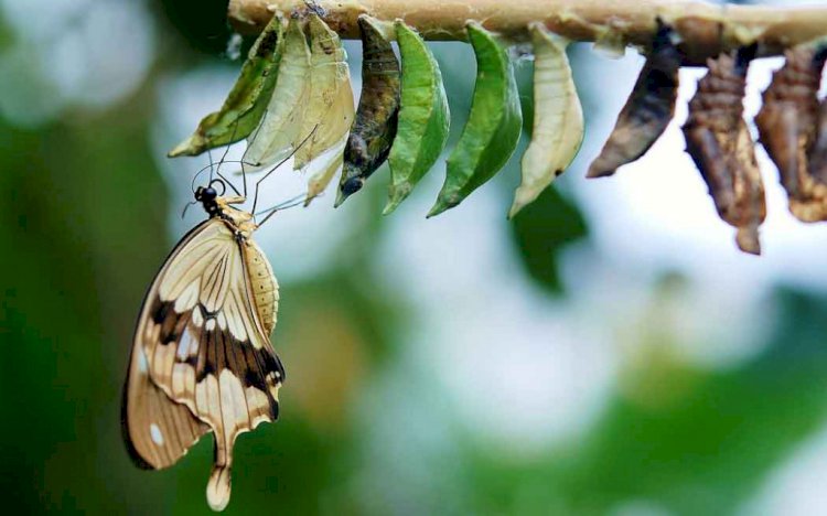 DEĞİŞİM YOLCULUĞU