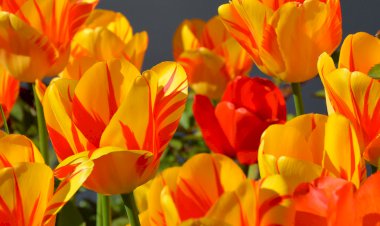 Farkındalık Şiirleri 4- Sevgiyle Bak, Cesurca Başla…