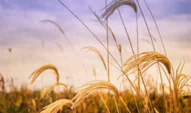 Farkındalık Şiirleri 6- Yüzleşme