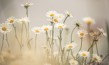 Hayattan Ne Öğrendim?