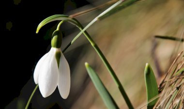 Farkındalık Şiirleri 8- Ey Can