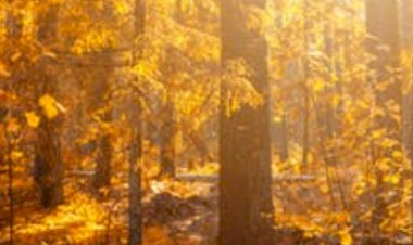 Bu Gün Kim? Bana Allah Razı Olsun Der