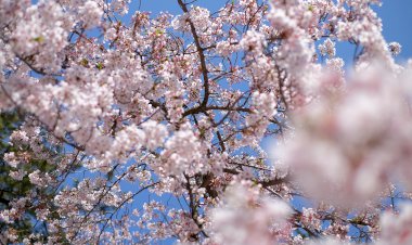 Vesvese Sözlüğü 82- Sevgi Ağacı